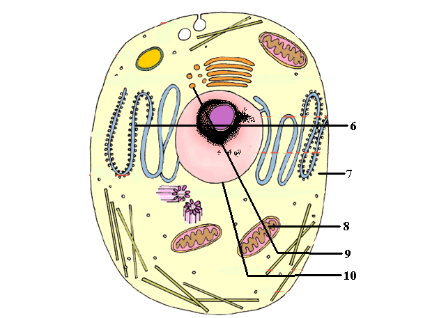 Cell Structure and Function Quiz