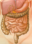 digestive.jpg